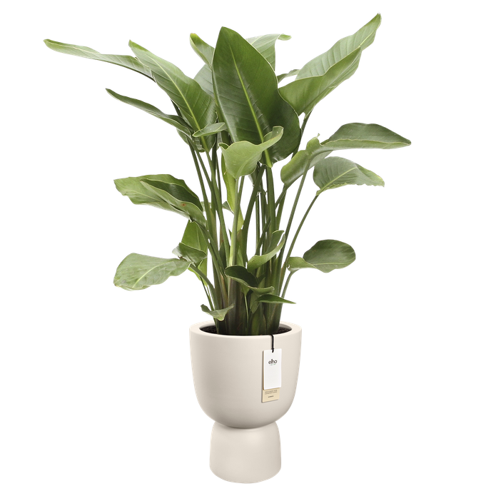 amber coupe round 41cm blanc lin